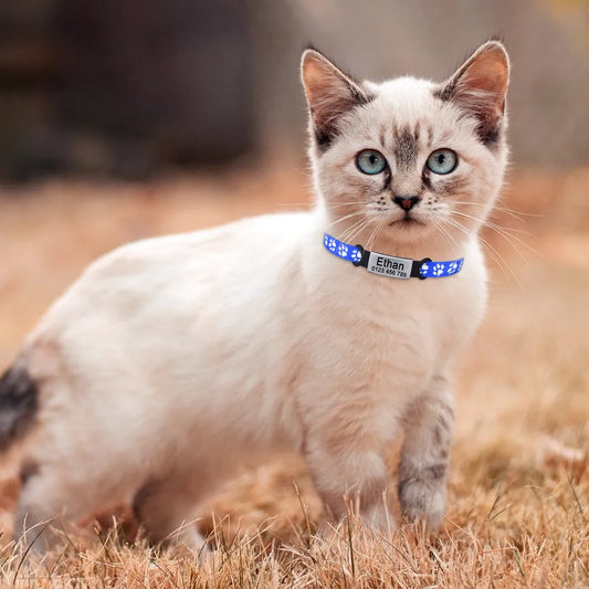 Gatito con collar azul